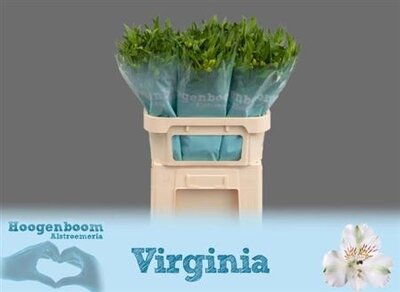 Альстромерия Virginia Sup