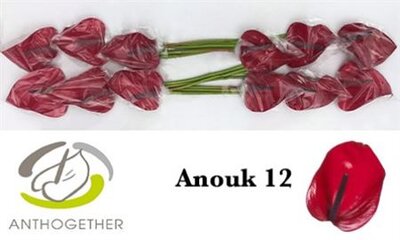 Anth A Anouk *12