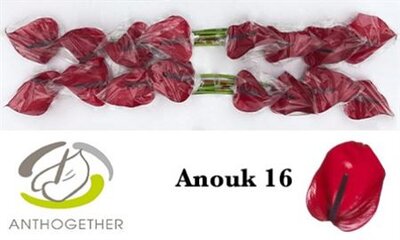 Anth A Anouk *16