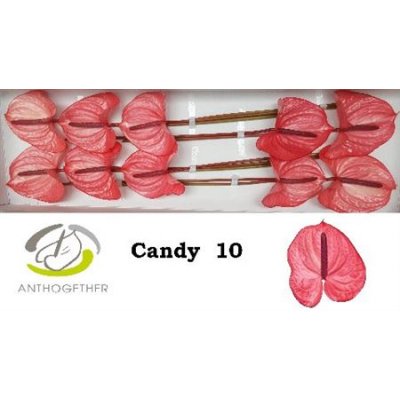 Anth A Candy *10