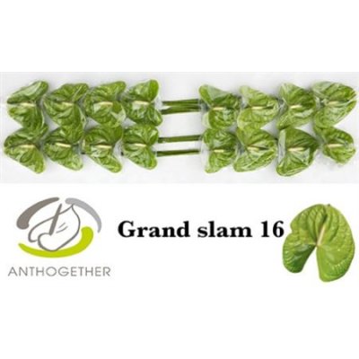 Anth A Grand Slam *16