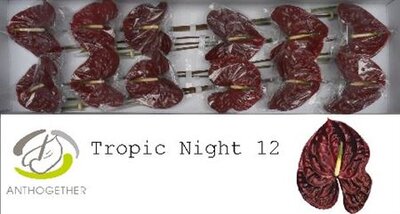 Anth A Tropic Night *12