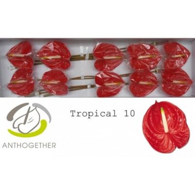 Anth A Tropical *10