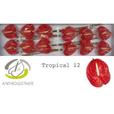 Anth A Tropical *12
