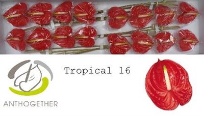 Anth A Tropical *16