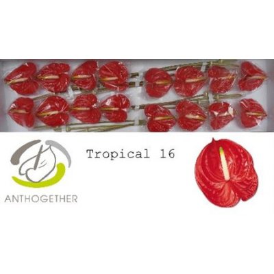 Anth A Tropical *16