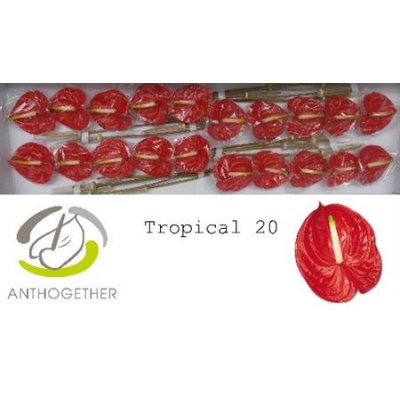 Anth A Tropical *20