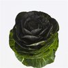 Brassica Dyed Powder Black