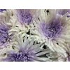 Chr Gr Marshmallow Dyed Milka