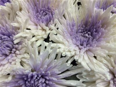 Chr Gr Marshmallow Dyed Milka