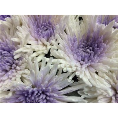 Chr Gr Marshmallow Dyed Milka