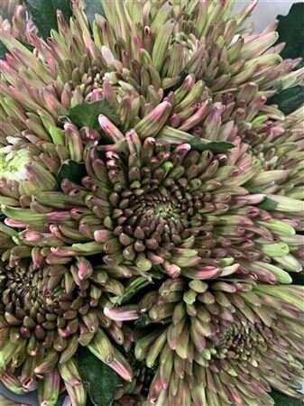 Chr Gr Topspin Dyed Hortensia