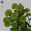 Chr T Code Green/deligreen/pompon Green