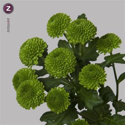 Chr T Code Green/deligreen/pompon Green