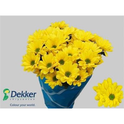 Chr T Dutchmaster