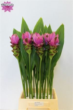 Curcuma Siam Shadow