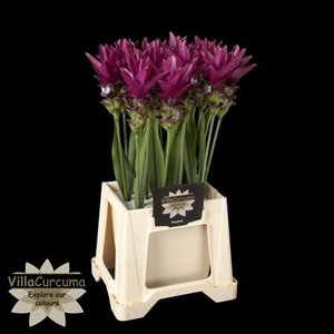 Curcuma Siam Soul Purple