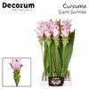 Curcuma Siam Sunrise