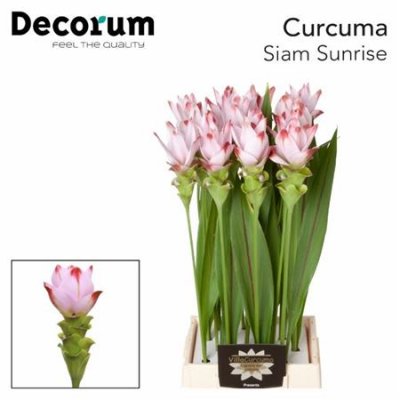 Curcuma Siam Sunrise