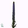 Echium Webbii