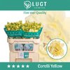 Eust G Corelli Yellow