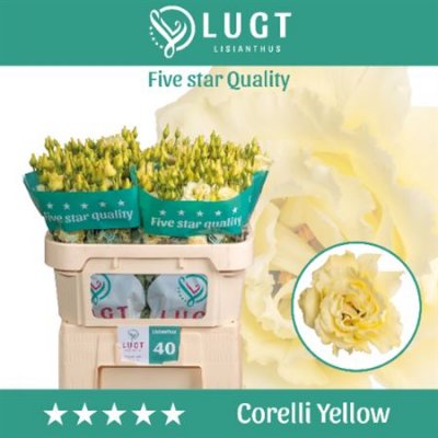 Eust G Corelli Yellow