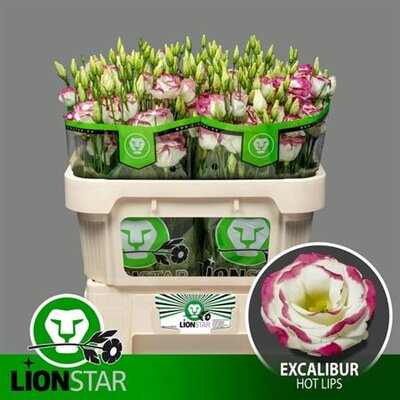 Eust G Excal Hot Lips