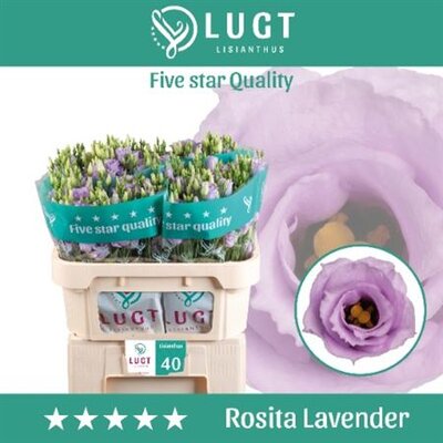 Eust G Ov Lavender