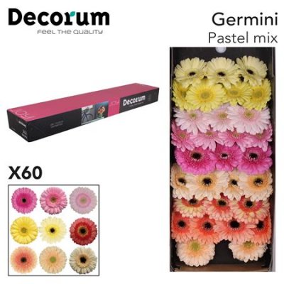 Ge Mi Box Mix Pastel Decorum