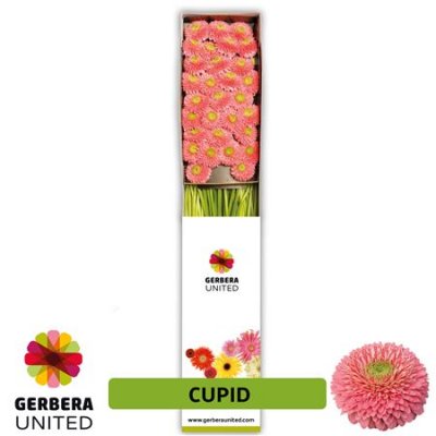 Ge Mi Box Pomponi Terra Cupid