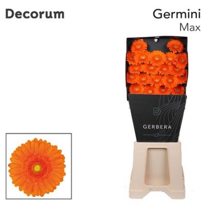 Ge Mi Diamond Max Decorum