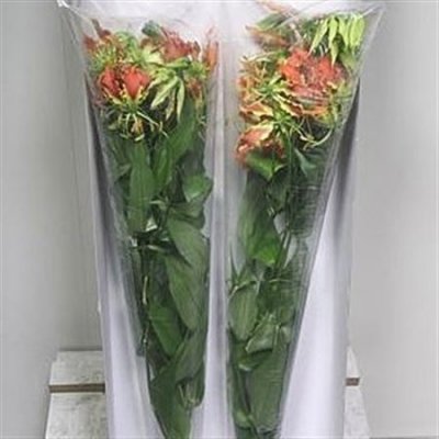 Gloriosa Exot Orange Long