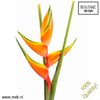 Heliconia Peachy Pink