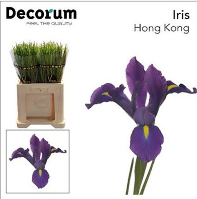Iris Hong Kong