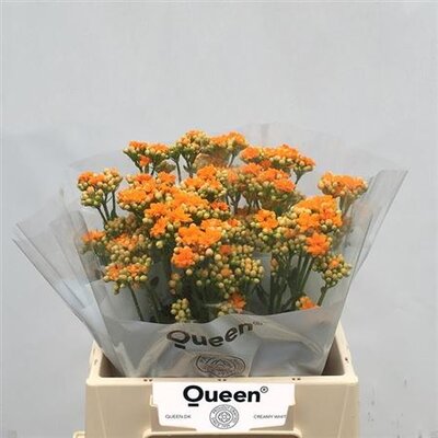 Kalanchoe Orange Meadow