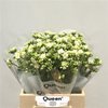 Kalanchoe White Meadow