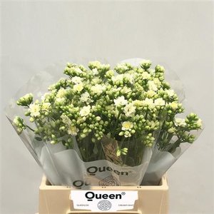 Kalanchoe White Meadow