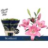 Li La Scotland 4+