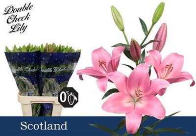 Li La Scotland 4+