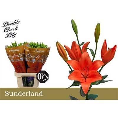 Li La Sunderland 5+ Supra