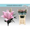 Li Or Sarah Bernhard 2+