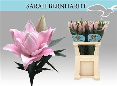 Li Or Sarah Bernhard 2+