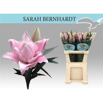 Li Or Sarah Bernhard 2+