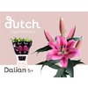 Li Ot Dalian Red 6+