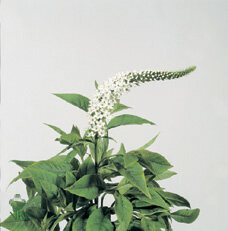 Lysim Clethroides