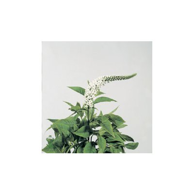 Lysim Clethroides