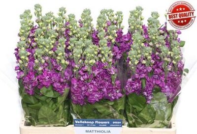 Matth Debora Purple Dutch