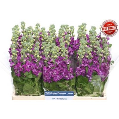 Matth Debora Purple Dutch