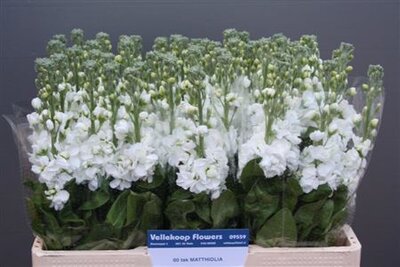 Matth White Dutch