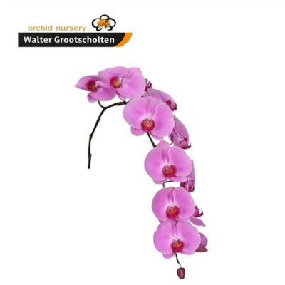 Phal By Stem Happy Valentina *4